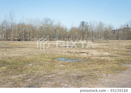 yellow field in front of a forest of trees without leaves yellow field in front of a forest of trees without leaves 93239188
