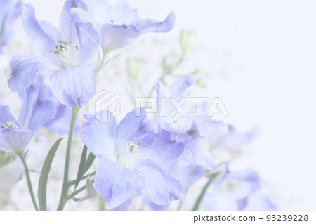 Delphinium flower background 93239228
