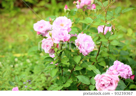  Pink rose flower 93239367