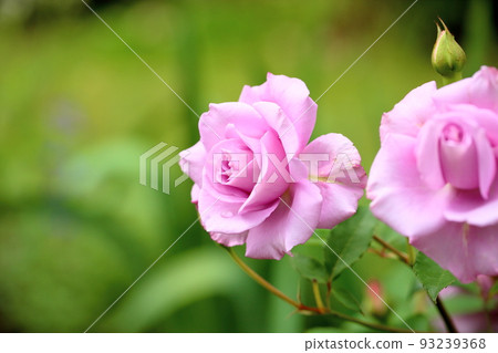 Rose flowers Blue bayu 93239368