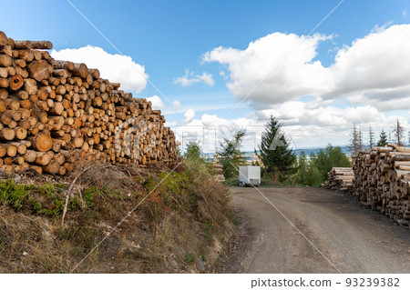 Big pile of wooden timber pine logs stacked near dirt road countryside against blue sky and forest. Sawmill woods cutting industry. Illegal deforestation. Firewood logging for winter heating 93239382