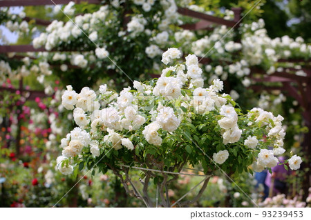 Rose flowers Schneebitten Rose flowers Schneebitten 93239453