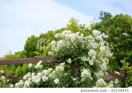 玫瑰花Schneebitten 93239455