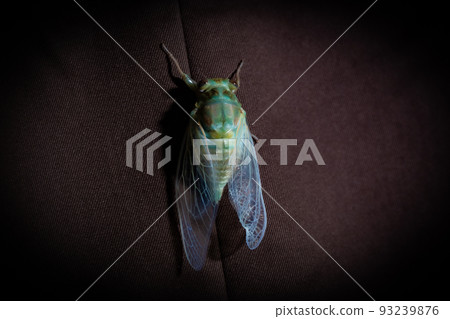 Eclosion failure cicada Eclosion failure cicada 93239876