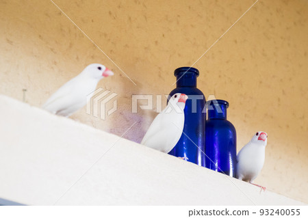 [Pumpkin] Three sparrows playing side by side 93240055