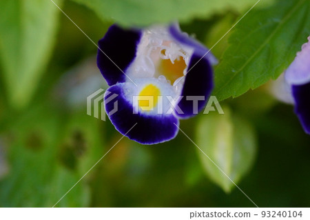 Small torenia flowers blooming in summer Small torenia flowers blooming in summer 93240104