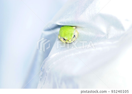 A tree frog sitting still on a silver sheet 93240105