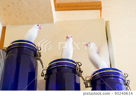 [Pumpkin] Three sparrows playing side by side 93240614