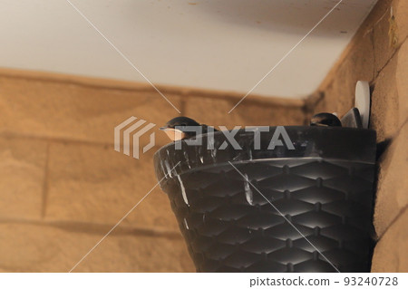 Swallow  93240728