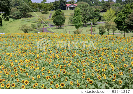 A field of sunflowers 93241217
