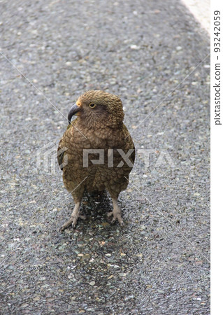 New Zealand's endemic species "kea" (a kind of parrot) 93242059