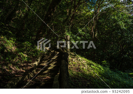 Stairs where morning sun shines through trees 1 Stairs where morning sun shines through trees 1 93242095