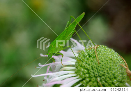 Tsuyumushi 吃著 Monarda 的花瓣 93242314