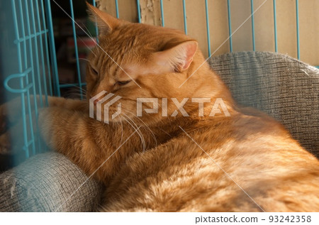 一隻貓在儀表內的貓沙發上放鬆 一隻貓在儀表內的貓沙發上放鬆 93242358