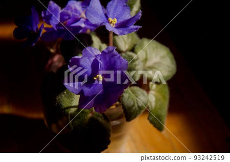 藍紫色聖保利亞花 93242519