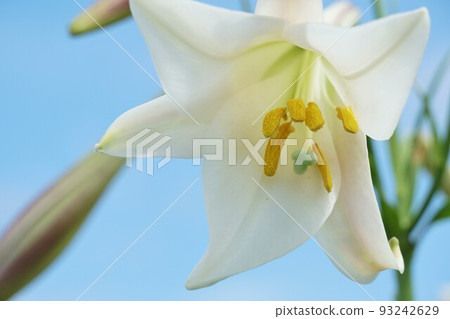 夏季花卉復活節百合特寫圖像（茨城縣鹿島市） 93242629