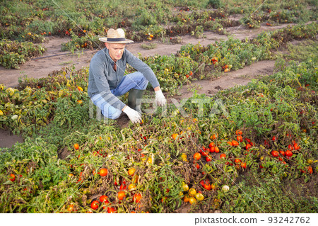Man farmer checking tomatoes damaged after storm Man farmer checking tomatoes damaged after storm 93242762