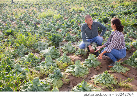 Two farmers checking cabbage damaged after rain Two farmers checking cabbage damaged after rain 93242764