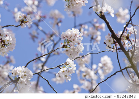 Under the blue sky, someiyoshino cherry blossoms in the park are in full bloom. The flowers are densely blooming. Under the blue sky, someiyoshino cherry blossoms in the park are in full bloom. The flowers are densely blooming. 93242848