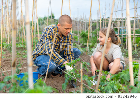 Portrait of a child girl with her father working in vegetable garden Portrait of a child girl with her father working in vegetable garden 93242940