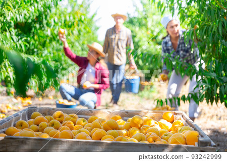 Wooden crates with sweet organic peaches at farm orchard 93242999