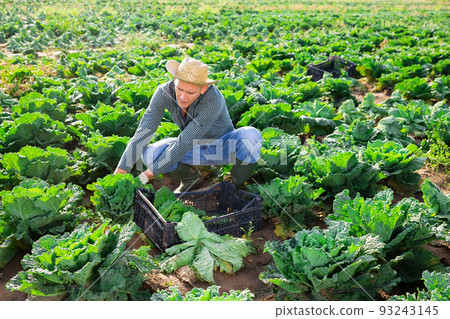 Farmer harvesting savoy cabbage on farm field 93243145