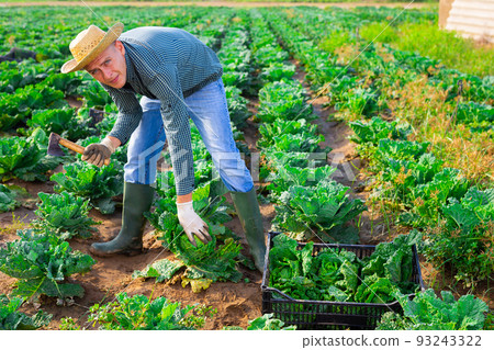 Farmer harvesting savoy cabbage on farm field Farmer harvesting savoy cabbage on farm field 93243322