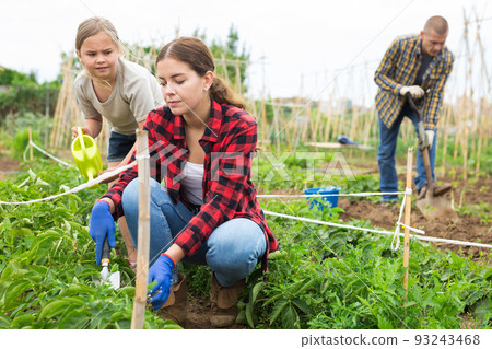 Daughter helps mom to water plants from a watering can in farm field Daughter helps mom to water plants from a watering can in farm field 93243468
