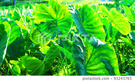 Landscape with taro leaves 93243765