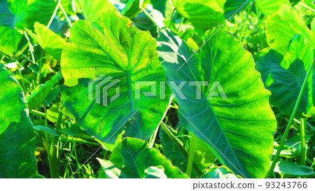 Landscape with taro leaves Landscape with taro leaves 93243766