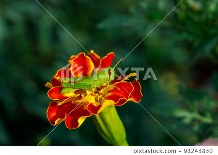 一隻年輕的蚱蜢在花園裡的萬壽菊花上放鬆 93243830