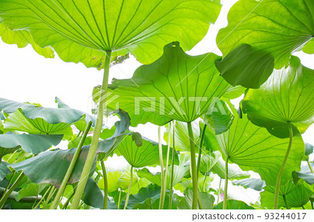 一大片荷葉伸向天空 93244017