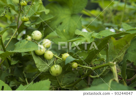 Fruit of Warunasubi / Solanaceae Fruit of Warunasubi / Solanaceae 93244047