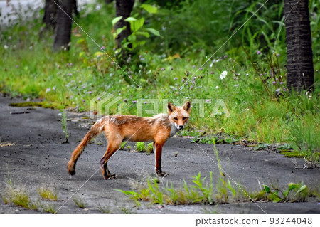 summer camp. A summer-skinned red fox I met during a morning walk on the premises of the cottage village "Niji no Sanso" summer camp. A summer-skinned red fox I met during a morning walk on the premises of the cottage village "Niji no Sanso" 93244048