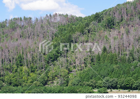 被松象鼻蟲破壞的森林 長野縣松本市附近的紅松林 93244098