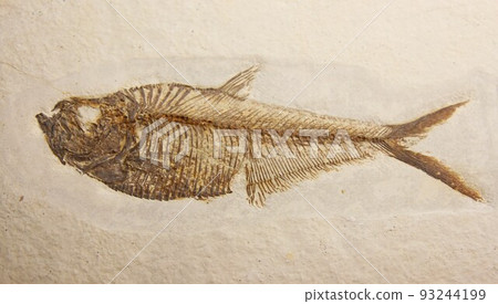 Fish fossil Fish fossil 93244199