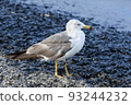 Black-tailed gull standing on the coast 93244232