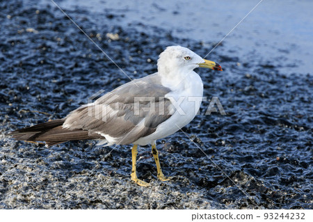 Black-tailed gull standing on the coast Black-tailed gull standing on the coast 93244232