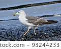 Black-tailed gull on the coast 93244233