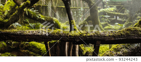 Moss and fern style plants cover the forest floor in the garden 93244243