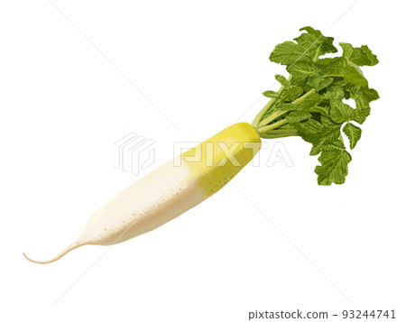 日本蘿蔔 93244741