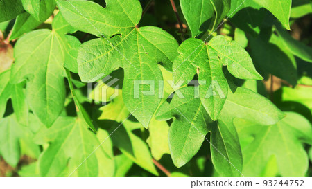 Landscape with cotton leaves, flowers and cotton 93244752
