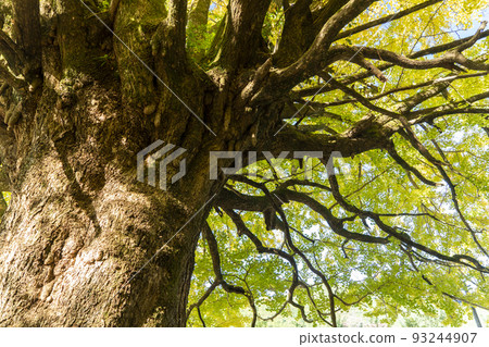 Yellow leaves of large ginkgo trees in Nakahechi (Fukuding) 93244907