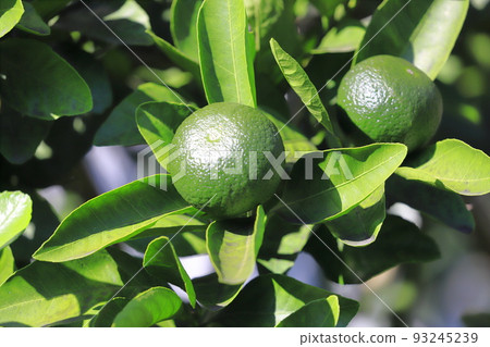 green oranges 93245239