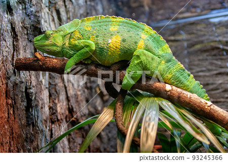 A large lime green with yellow spots lizard like a chameleon or iguana lies on a branch. A large lime green with yellow spots lizard like a chameleon or iguana lies on a branch. 93245366