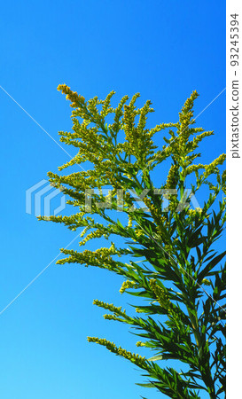 Scenery of goldenrod in bloom in the blue sky 93245394