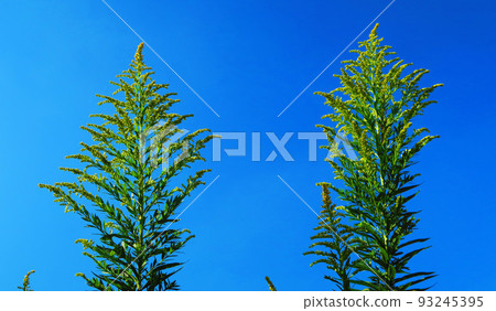 Scenery of goldenrod in bloom in the blue sky 93245395