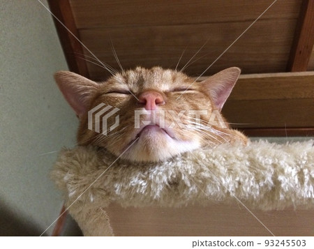 Cat in a nap Cat in a nap 93245503