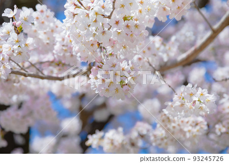 春天的奈良公園 層層疊疊的櫻花 93245726