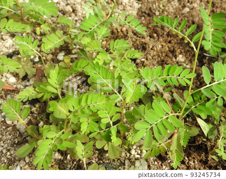 Phyllanthus,一種常見於路邊和田野的雜草 Phyllanthus,一種常見於路邊和田野的雜草 93245734